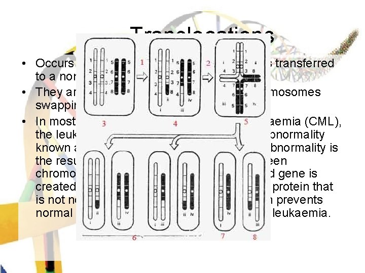 Translocations • Occurs when a piece of one chromosome is transferred to a non-homologous