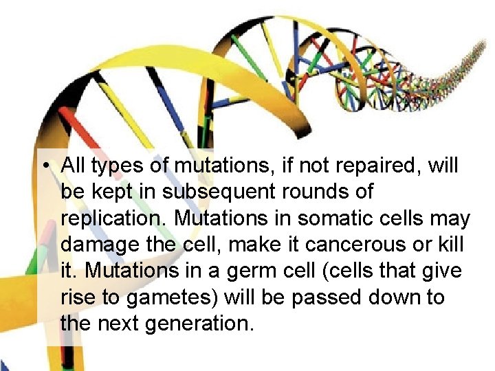  • All types of mutations, if not repaired, will be kept in subsequent