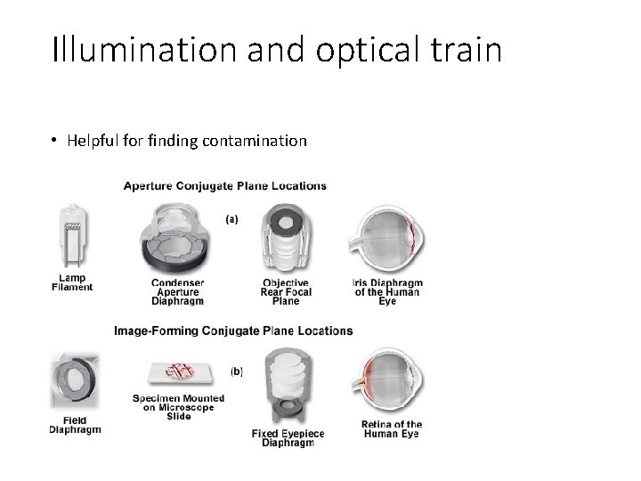 Illumination and optical train • Helpful for finding contamination 