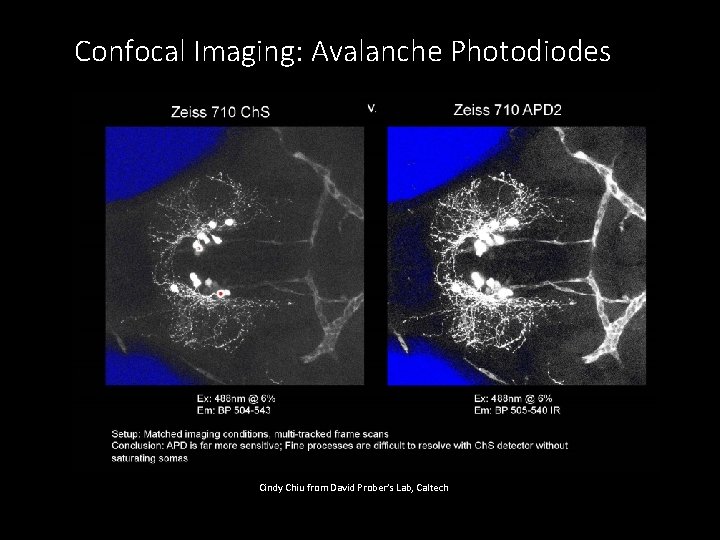Confocal Imaging: Avalanche Photodiodes Cindy Chiu from David Prober’s Lab, Caltech 