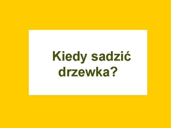 Kiedy sadzić drzewka? 