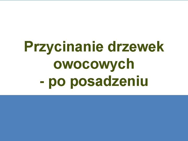 Przycinanie drzewek owocowych - po posadzeniu 