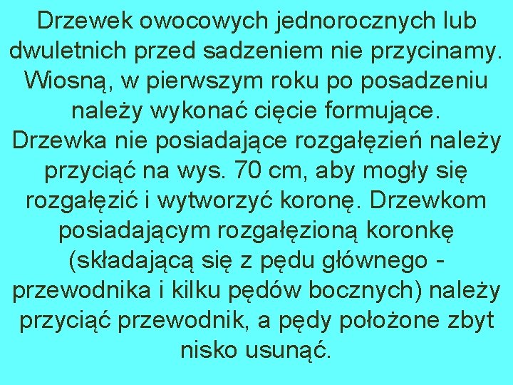 Drzewek owocowych jednorocznych lub dwuletnich przed sadzeniem nie przycinamy. Wiosną, w pierwszym roku po