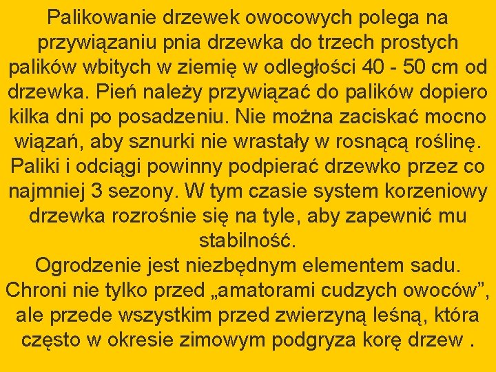 Palikowanie drzewek owocowych polega na przywiązaniu pnia drzewka do trzech prostych palików wbitych w