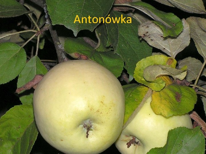 Antonówka 