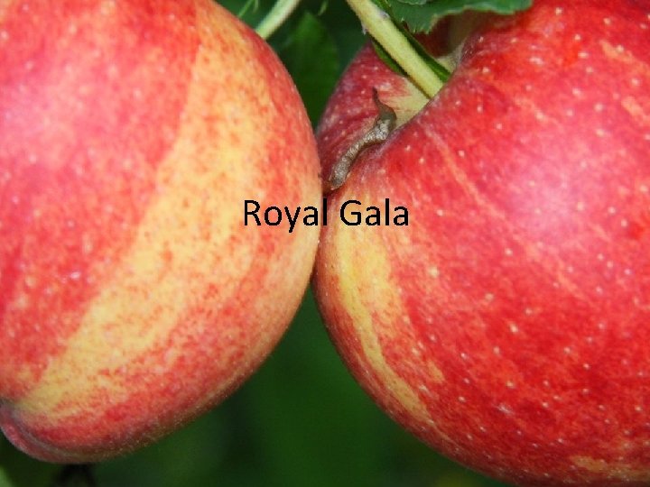 Royal Gala 