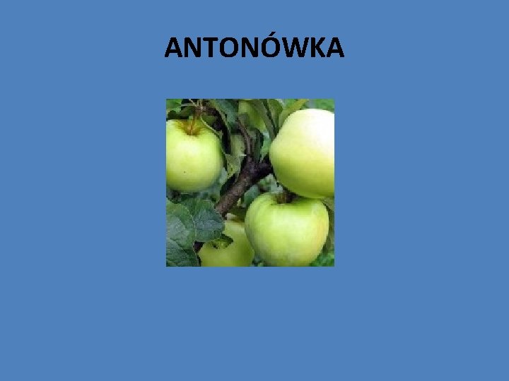 ANTONÓWKA 