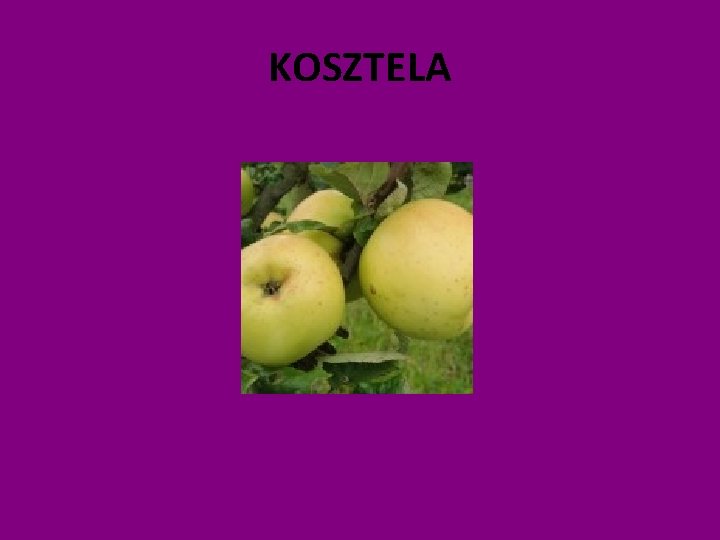 KOSZTELA 