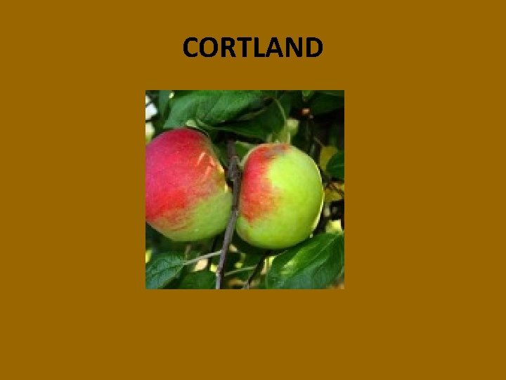 CORTLAND 