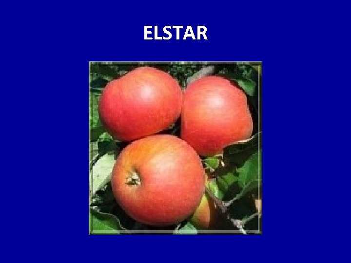 ELSTAR 