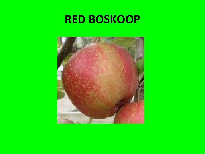 RED BOSKOOP 