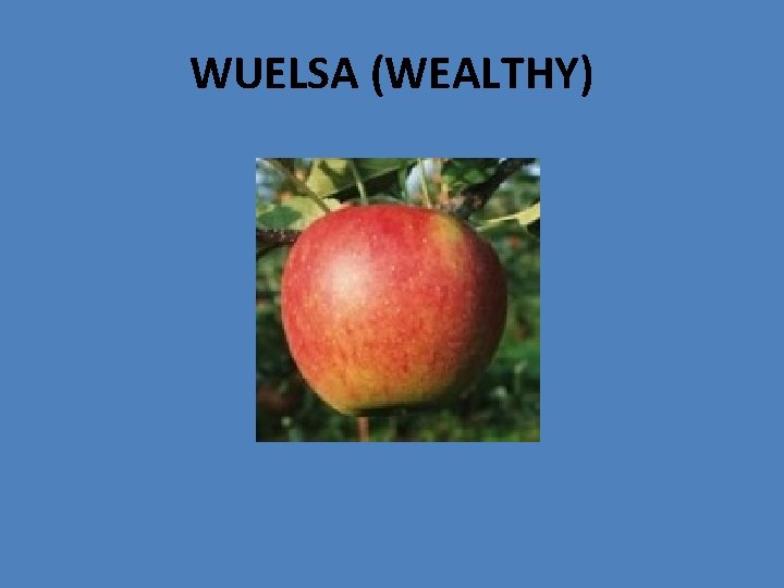 WUELSA (WEALTHY) 