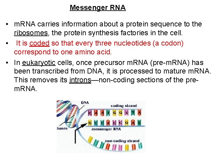 Messenger RNA • m. RNA carries information about a protein sequence to the ribosomes,