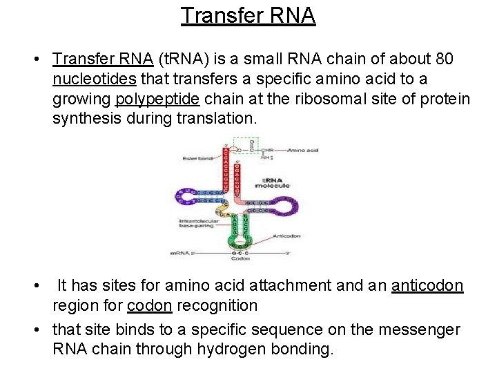 Transfer RNA • Transfer RNA (t. RNA) is a small RNA chain of about