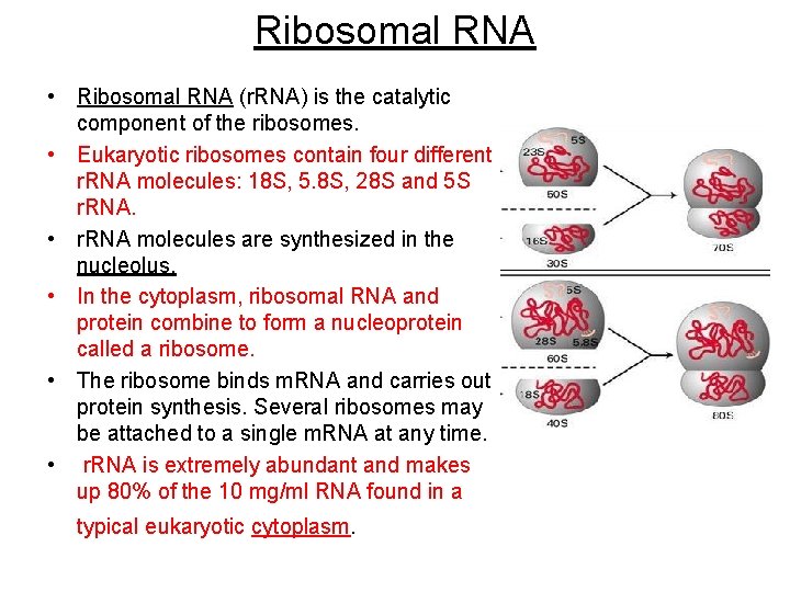 Ribosomal RNA • Ribosomal RNA (r. RNA) is the catalytic component of the ribosomes.