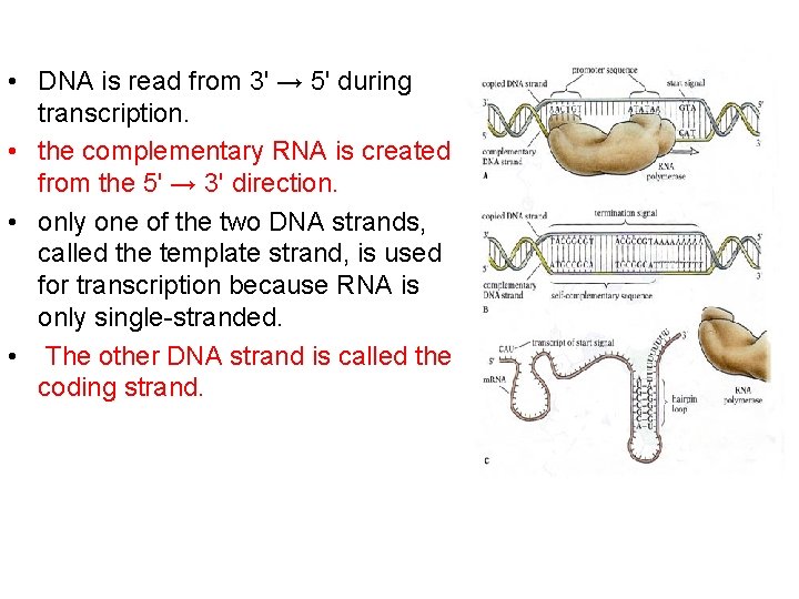  • DNA is read from 3' → 5' during transcription. • the complementary