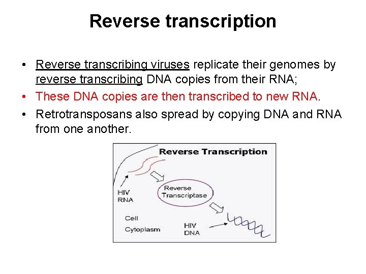 Reverse transcription • Reverse transcribing viruses replicate their genomes by reverse transcribing DNA copies