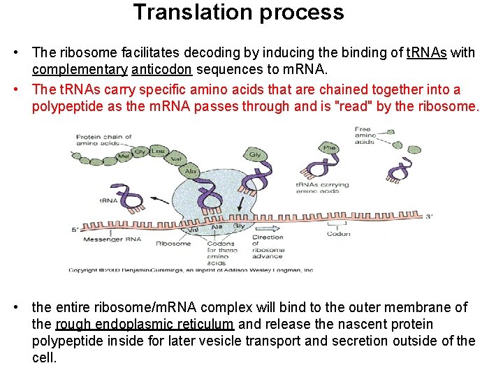 Translation process • The ribosome facilitates decoding by inducing the binding of t. RNAs