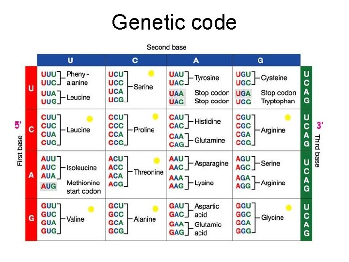 Genetic code 