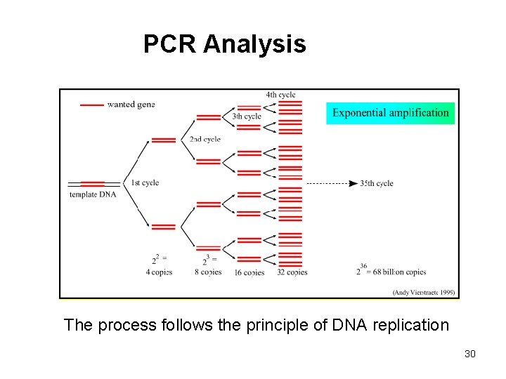 PCR Analysis The process follows the principle of DNA replication 30 