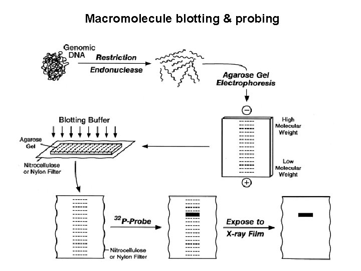 Macromolecule blotting & probing 