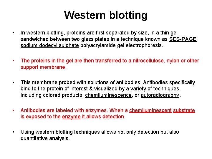 Western blotting • In western blotting, proteins are first separated by size, in a