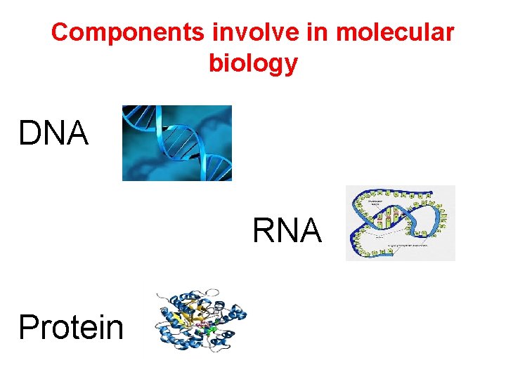 Components involve in molecular biology DNA RNA Protein 