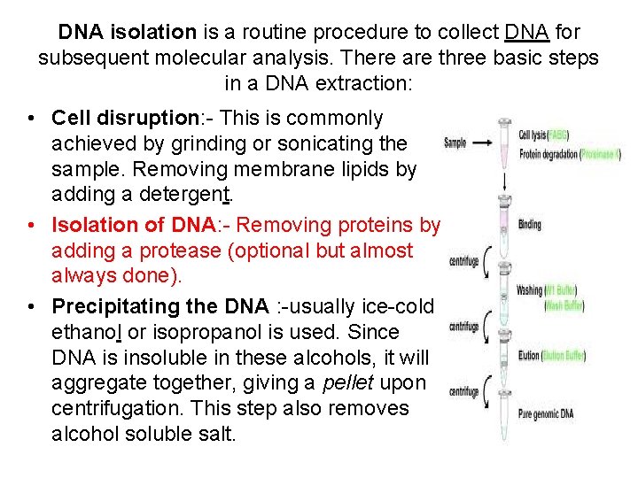 DNA isolation is a routine procedure to collect DNA for subsequent molecular analysis. There