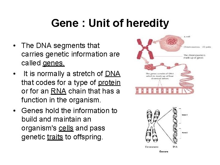 Gene : Unit of heredity • The DNA segments that carries genetic information are