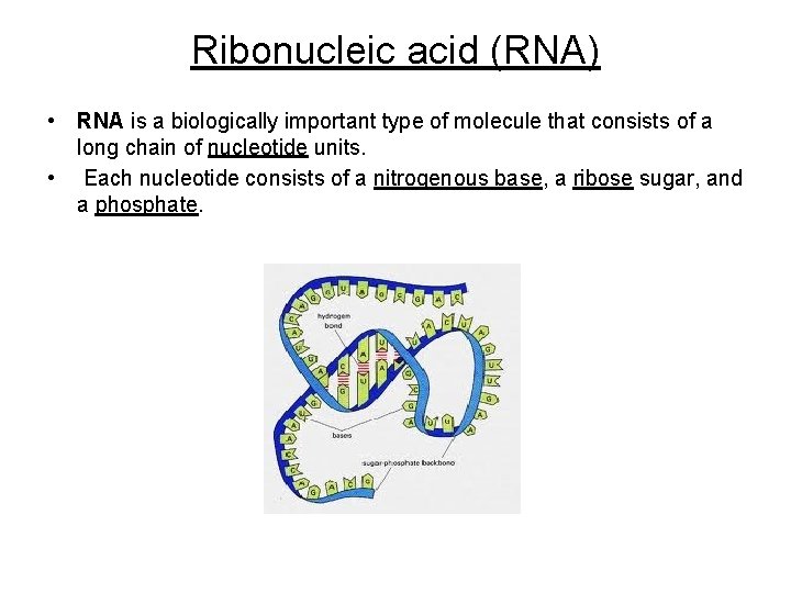Ribonucleic acid (RNA) • RNA is a biologically important type of molecule that consists