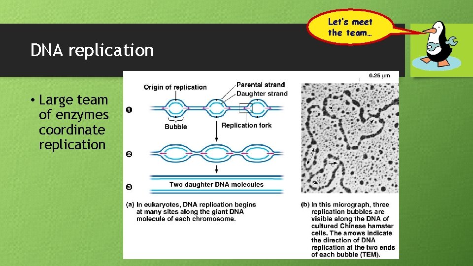 Let’s meet the team… DNA replication • Large team of enzymes coordinate replication 