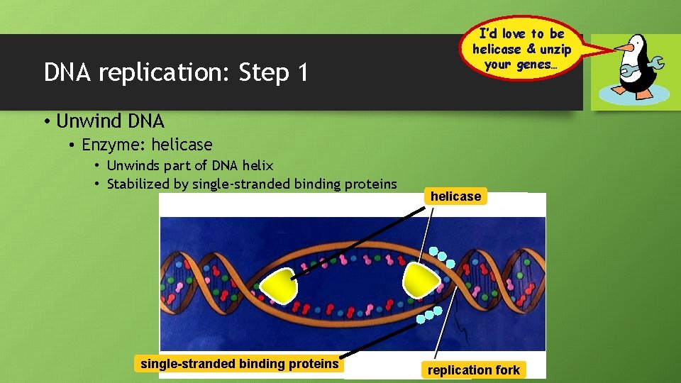 DNA replication: Step 1 I’d love to be helicase & unzip your genes… •