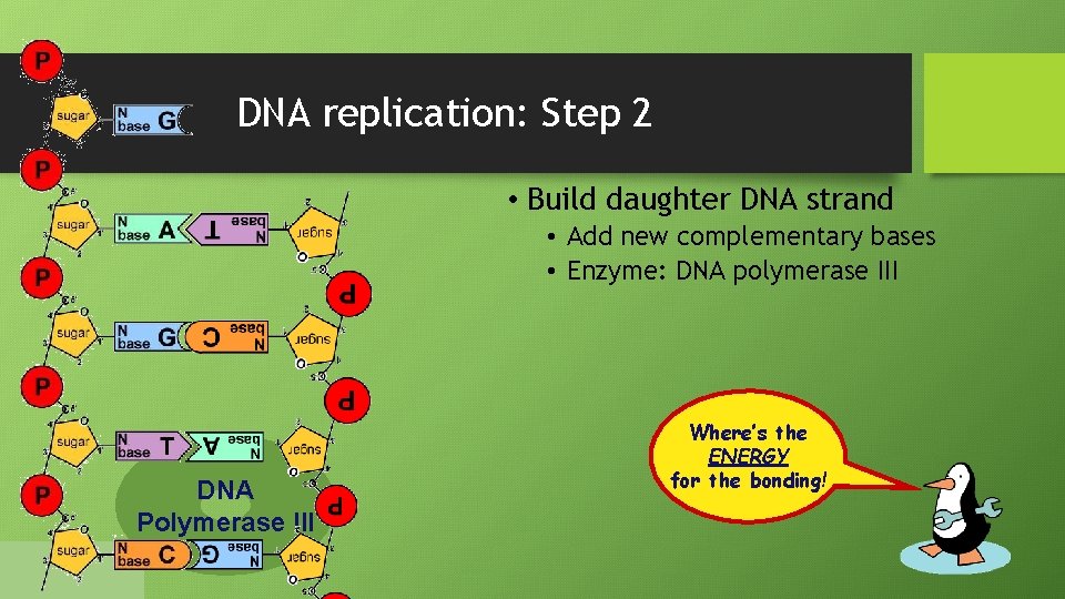 DNA replication: Step 2 • Build daughter DNA strand • Add new complementary bases