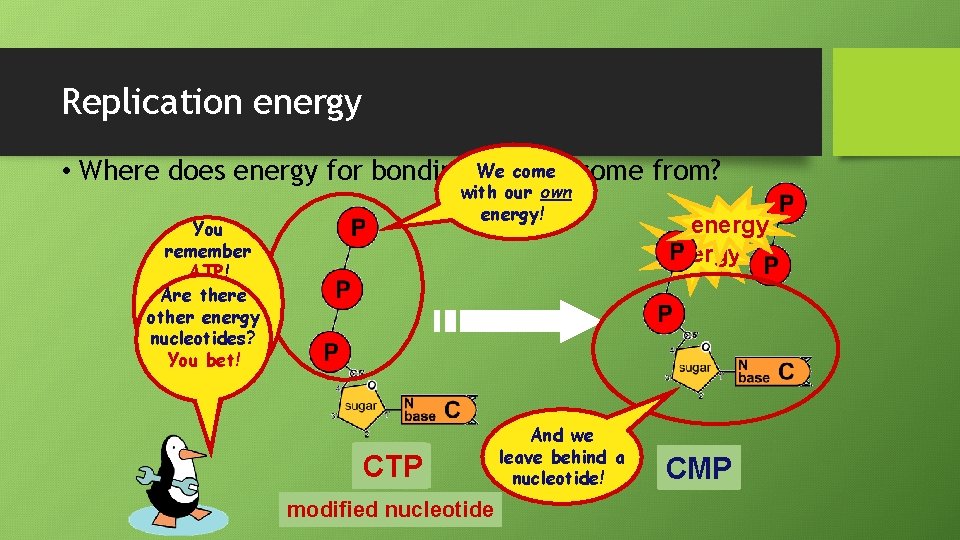 Replication energy come from? • Where does energy for bonding We usually with our
