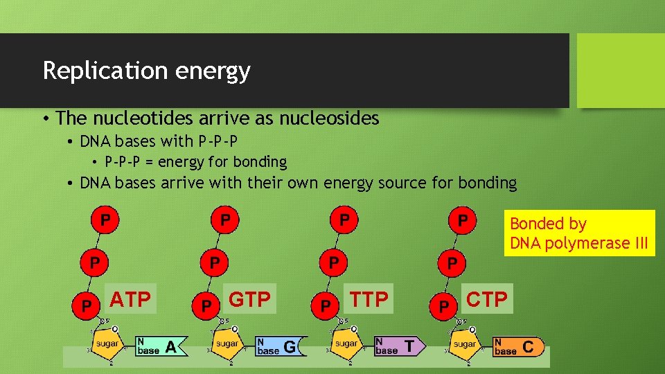 Replication energy • The nucleotides arrive as nucleosides • DNA bases with P-P-P •