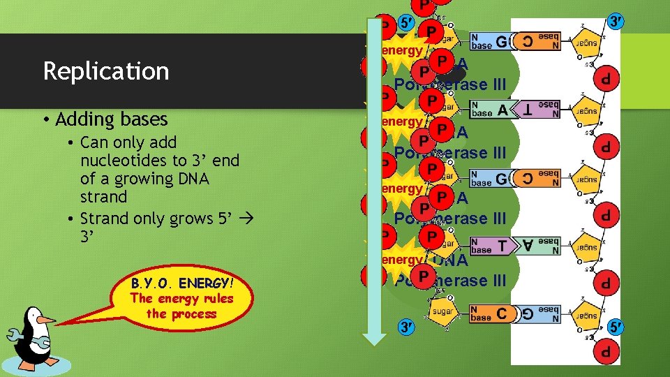 5 Replication • Adding bases • Can only add nucleotides to 3’ end of