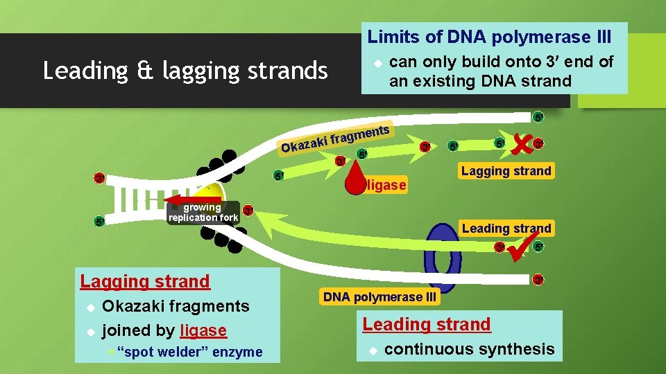 Limits of DNA polymerase III Leading & lagging strands u can only build onto