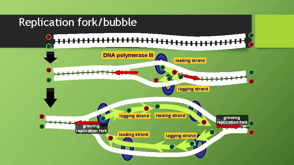 Replication fork/bubble 3 5 5 3 DNA polymerase III leading strand 5 3 3
