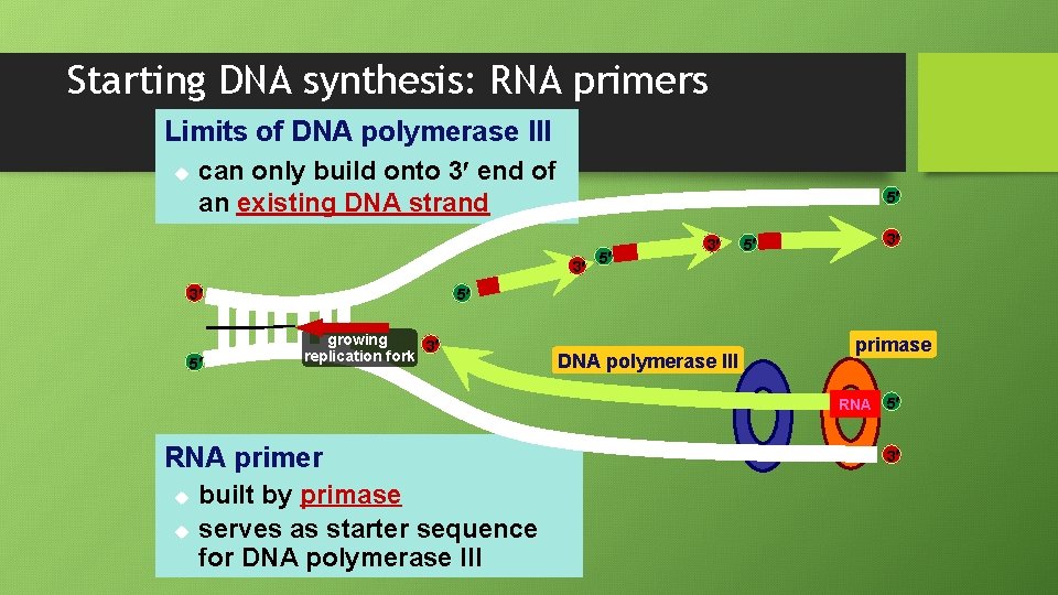 Starting DNA synthesis: RNA primers Limits of DNA polymerase III u can only build