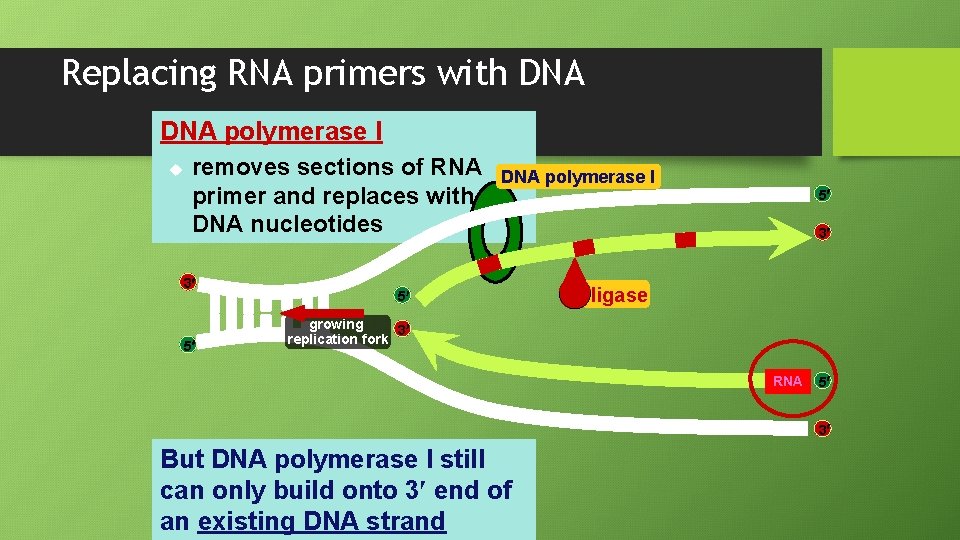 Replacing RNA primers with DNA polymerase I u removes sections of RNA primer and