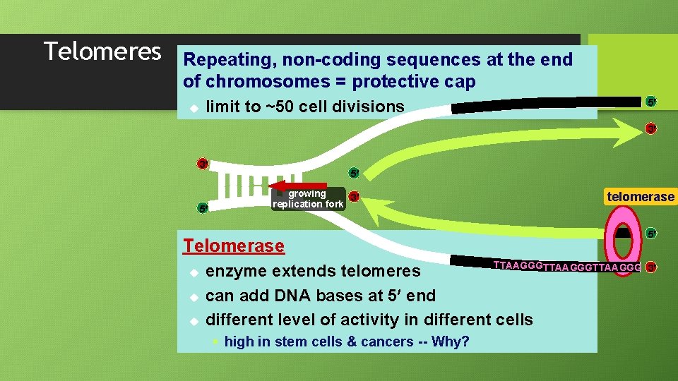 Telomeres Repeating, non-coding sequences at the end of chromosomes = protective cap u 5