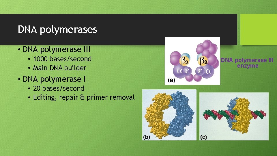 DNA polymerases • DNA polymerase III • 1000 bases/second • Main DNA builder •