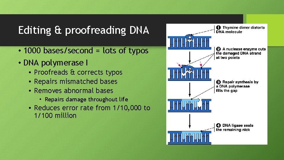 Editing & proofreading DNA • 1000 bases/second = lots of typos • DNA polymerase