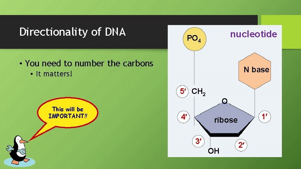 Directionality of DNA nucleotide PO 4 • You need to number the carbons N