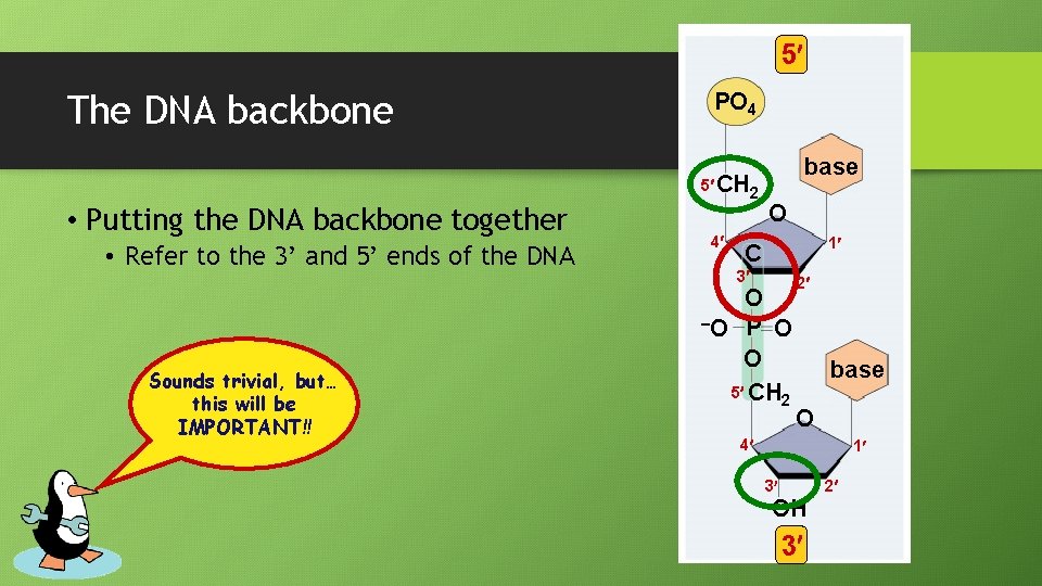 5 The DNA backbone PO 4 5 CH 2 • Putting the DNA backbone