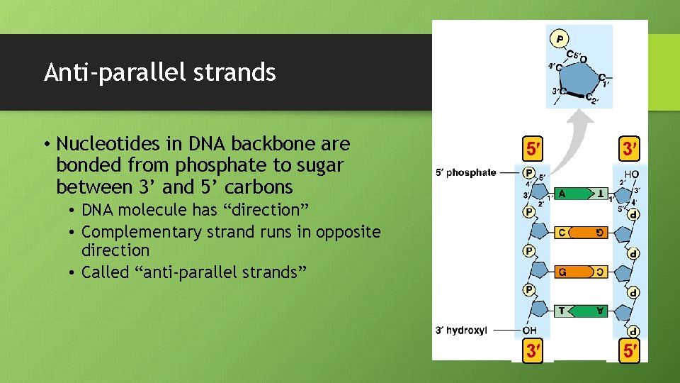 Anti-parallel strands • Nucleotides in DNA backbone are bonded from phosphate to sugar between