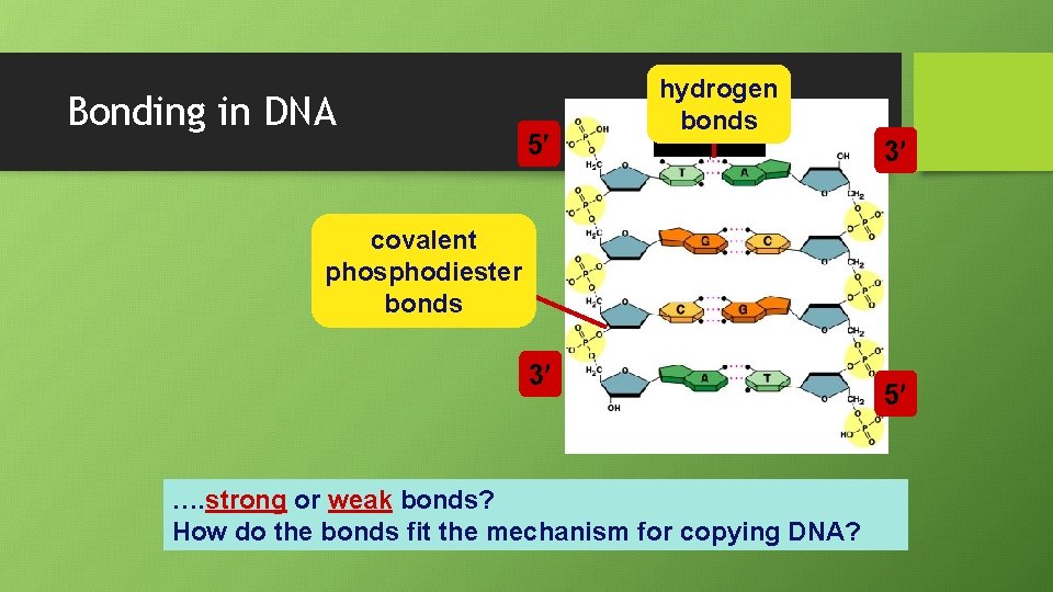 Bonding in DNA 5 hydrogen bonds 3 covalent phosphodiester bonds 3 …. strong or