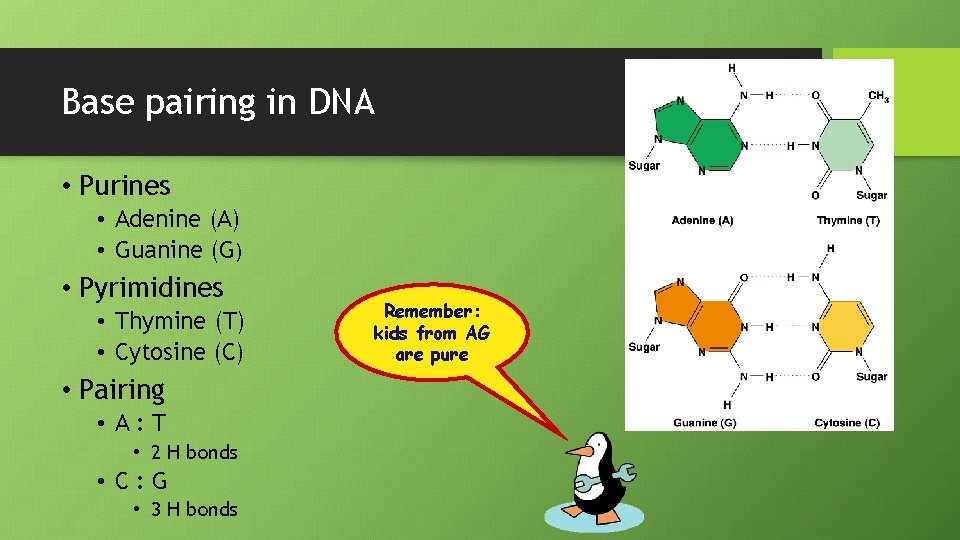 Base pairing in DNA • Purines • Adenine (A) • Guanine (G) • Pyrimidines