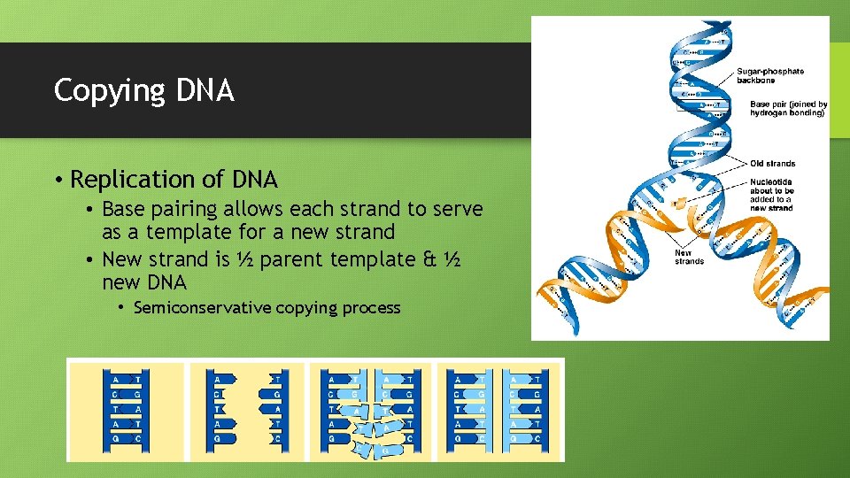 Copying DNA • Replication of DNA • Base pairing allows each strand to serve