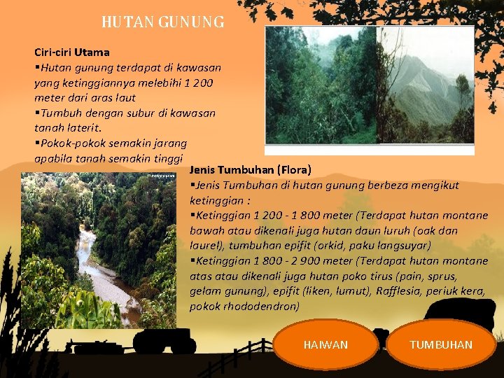 HUTAN GUNUNG Ciri-ciri Utama §Hutan gunung terdapat di kawasan yang ketinggiannya melebihi 1 200